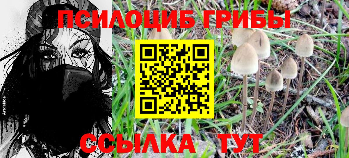 Псилоцибиновые грибы Cubensis Амурск